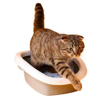 Cómo Mantener un Hogar Libre de Malos Olores: Soluciones Naturales y Efectivas para Espacios con Mascotas