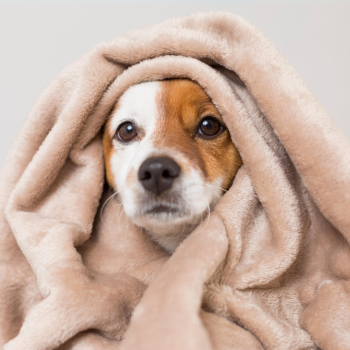 ¡Llegó el Frío! ¡Hora de Renovar las Camitas para tu Mascota