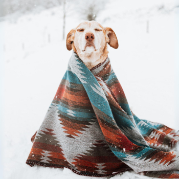 Preparando a tu Mascota para el Invierno: Cómo el Solsticio de Invierno Afecta a los Animales y Cómo Ayudarlos a Adaptarse